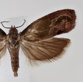  Female. © Loren Jones. Image used with permission.

